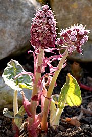 Petasites hybridus