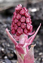 Petasites hybridus