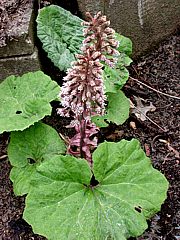 Petasites hybridus