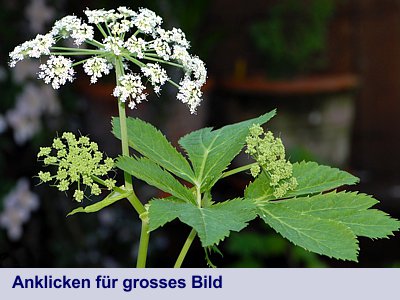 Meisterwurz - Habitus mit Blüten und Blättern