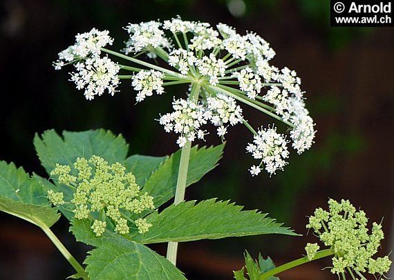 Blütenstand vom Meisterwurz (Peucedanum ostruthium)