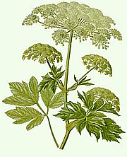 Peucedanum ostruthium - Meisterwurz