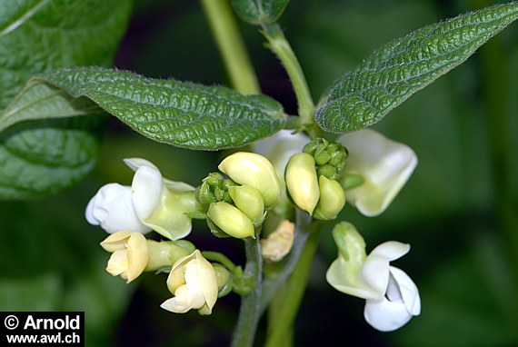 Gartenbohne