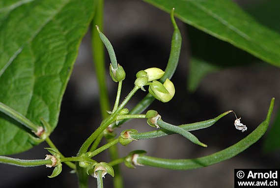 Phaseolus vulgaris - Gartenbohne