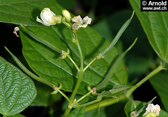 Phaseolus vulgaris - Gartenbohne