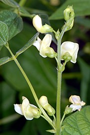 Phaseolus vulgaris - Gartenbohne