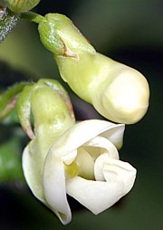 Phaseolus vulgaris - Gartenbohne