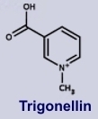 Trigonellin - Inhaltsstoff der Gartenbohne