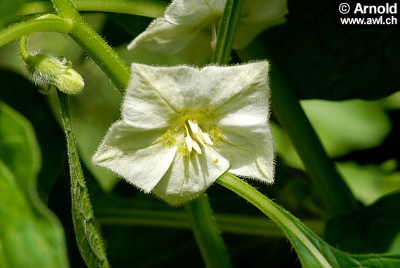 Physalis alkekengi - Lampionblume