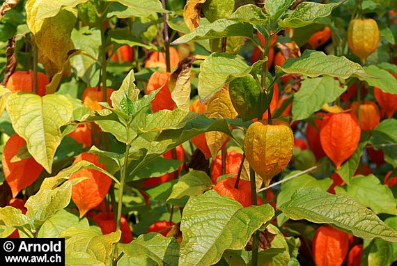 Physalis alkekengi - Lampionblume