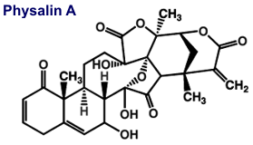 Physalin A - Ein Inhaltsstoff der Lampionblume