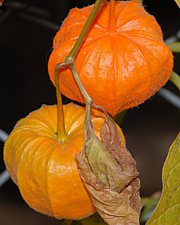 Physalis alkekengi - Lampionblume