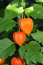 Physalis alkekengi - Lampionblume