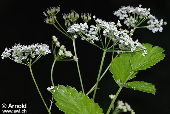 Pimpinella major - Bibernelle