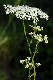 Pimpinella major - Bibernelle