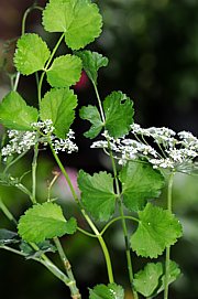 Pimpinella saxifraga - Bibernelle