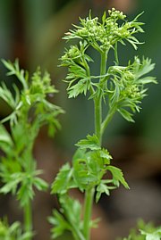 Bild von einer Anispflanze