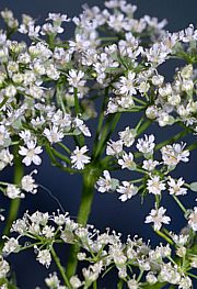 Blüten der Anispflanze