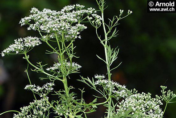 Anis (Pimpinella anisum)