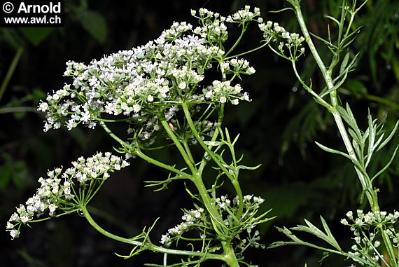 Pimpinella anisum