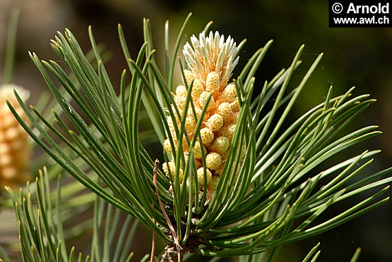 Pinus mugo, Latschenkiefer
