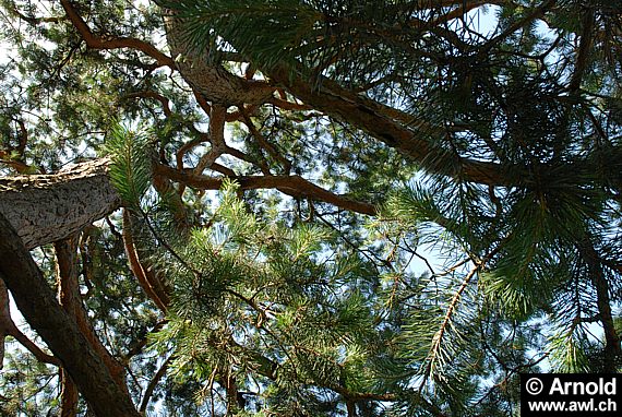 Pinus sylvestris - Gemeine Kiefer