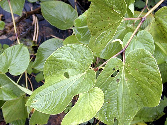 Kava (Piper methysticum) mit Blütenstand