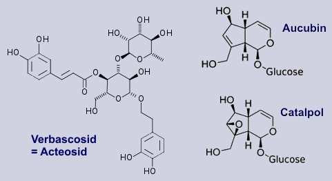 Aucubin, Catalpol, Acteosid - Inhaltsstoffe des Spitzwegerichs