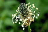 Plantago lanceolata