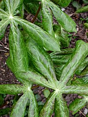 Podophyllum peltatum - Gewöhlicher Maiapfel