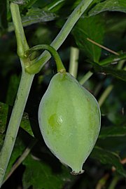 Podophyllum peltatum - Gewöhlicher Maiapfel