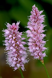 Bistorta officinalis - Schlangenkn&ouml;terich