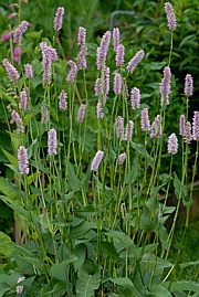 Bistorta officinalis - Schlangenkn&ouml;terich