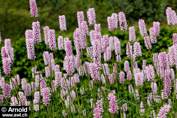 Bistorta officinalis - Schlangenkn&ouml;terich