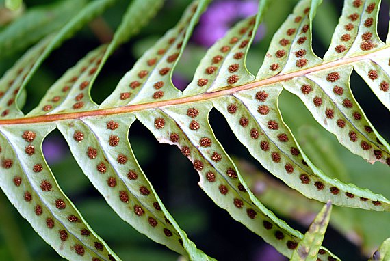 Engelsüss - Polypodium vulgare