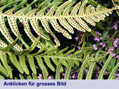 Engelsüss (Polypodium vulgare)