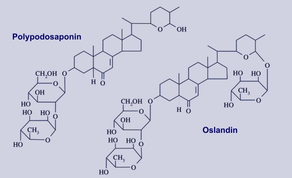 Oslandin, Polypodosaponin