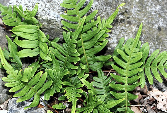 Tüpfelfarn - Polypodium vulgare