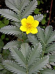 Potentilla anserina - Gännsefingerkraut