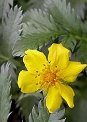 Potentilla anserina - Gänsefingerkraut