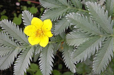 Gänsefingerkraut (Blüte und Blätter)