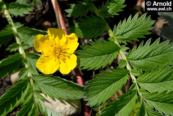 Gänsefingerkraut - Blüten und Blätter