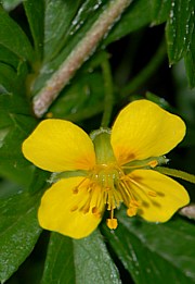 Blutwurz - Potentilla erecta