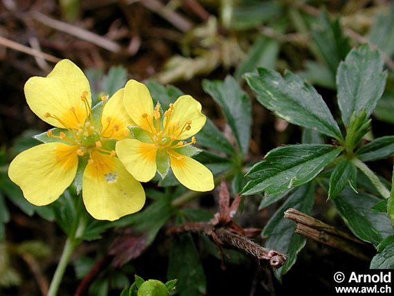 Blutwurz, Tormentill (Potentilla erecta)