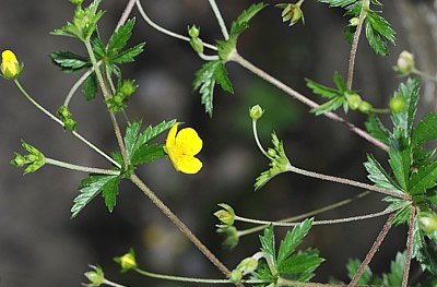 Potentilla erecta (Blutwurz, Tormentill)