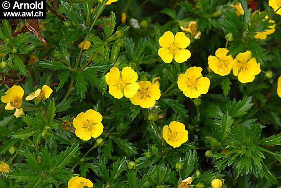 Potentilla erecta - Blutwurzel