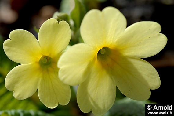 Primula elatior - Waldschlüsselblume