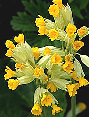 Primula veris - (Frühlings)-Schlüsselblume 