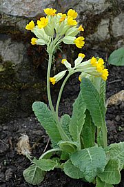 Schlüsselblume 