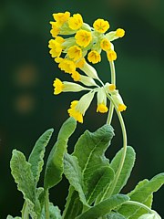 Primula veris - (Frühlings)-Schlüsselblume 